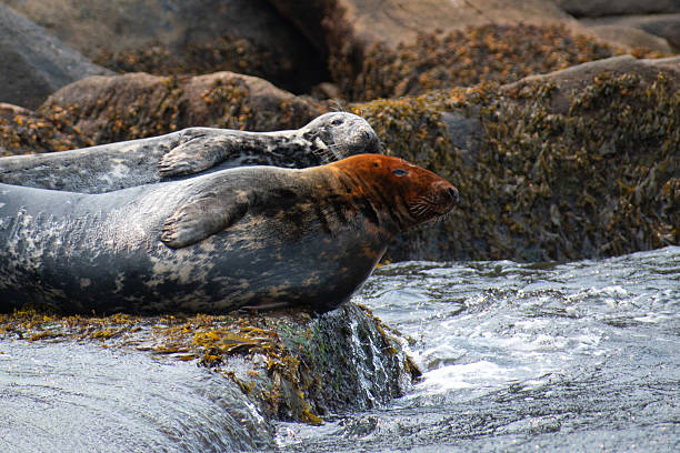 Seals in Alaska