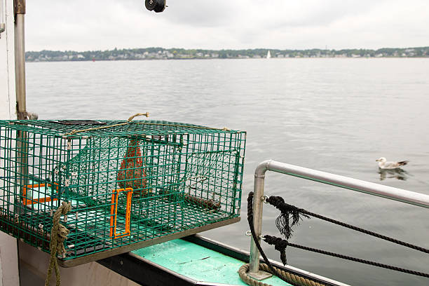 Crab Catcher
