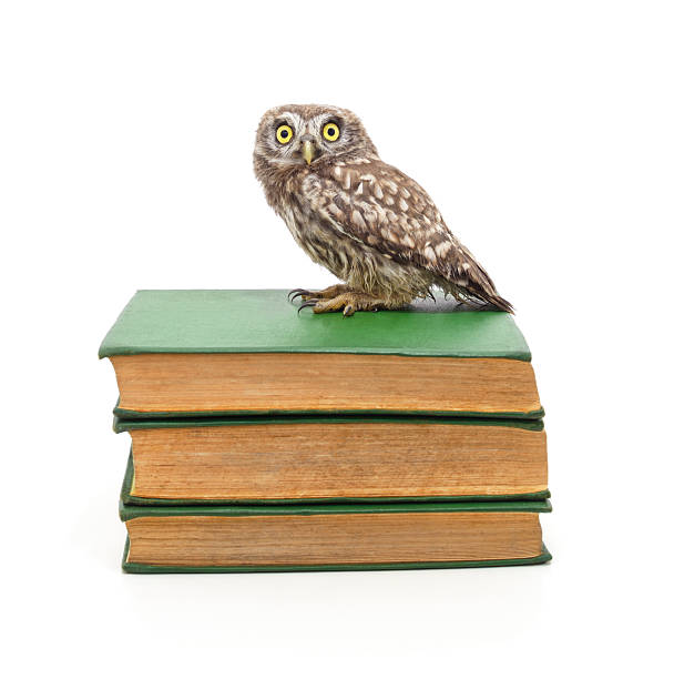 istock Owl sitting on a pile of books. 2230836889