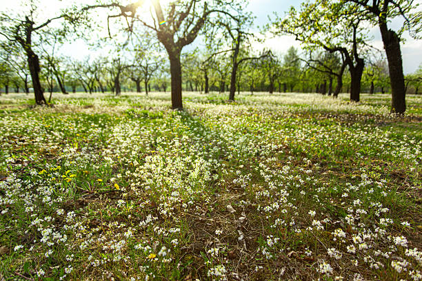 A meadow is an open habitat or field, vegetated by grasses, herbs, and other non-woody plants. Trees or shrubs may sparsely populate meadows, as long as they maintain an open character.