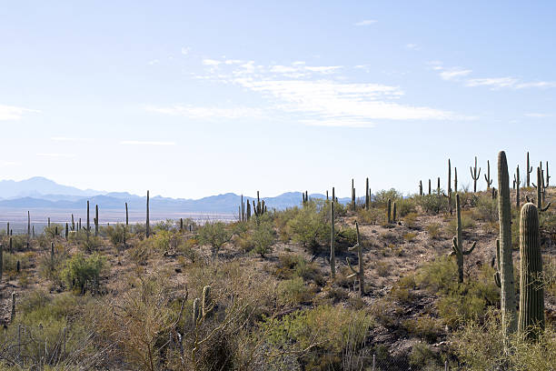 istock Cacti in Saguaro National Park 2230837595