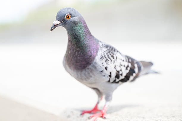 istock Portrait of a Dove 2230837919