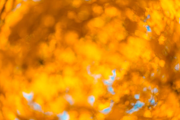 Defocused orange leaves, perfect autumn background