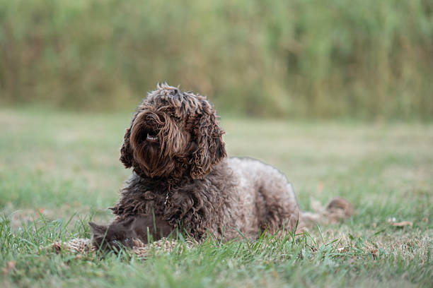 A charming brown curly-furred dog lying on soft green grass, with a blurred natural background. This serene outdoor scene evokes feelings of calmness and joy, emphasizing the beauty of nature and animals.