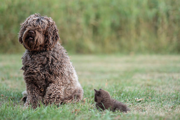 A fluffy curly-haired dog sits near a tiny kitten on green grass with soft bokeh. The moment depicts calmness, companionship, and the beauty of nature in a serene outdoor setting.