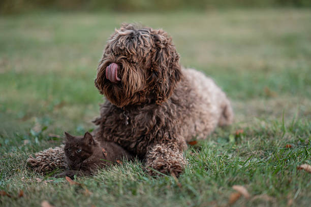 Adorable moment showcasing a brown shaggy dog and a black kitten comfortably lying on green grass, enjoying the outdoors. A perfect representation of friendship and harmony between animals.