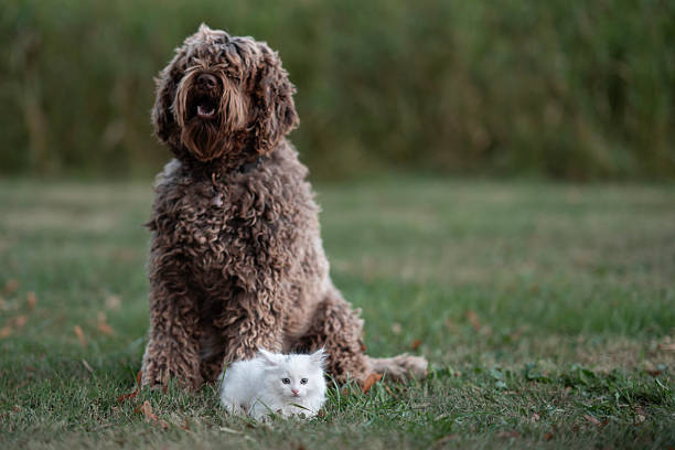 istock Playful Brown Dog Sitting Beside a Small White Kitten Outdoors on Grass 2230842033