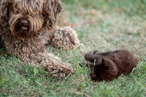 istock Cute Dog Curiously Observing a Resting Kitten on Green Grass Lawn 2230843291