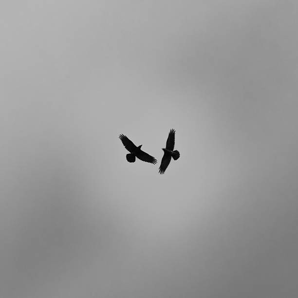 istock Fly pair of ravens against a  sky 2230844045