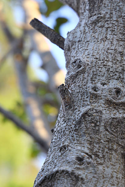 istock A cicada sits on a fig tree on summer, closeup shot. 2230846185