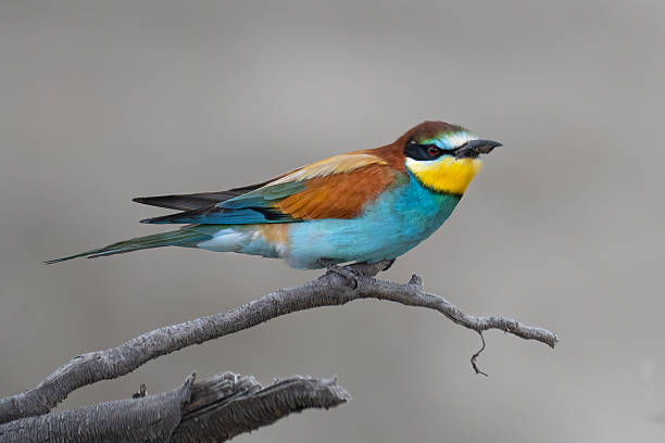 istock Colorful bird outdoors and wildlife. 2230846593