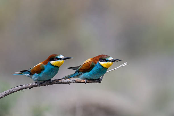 istock Colorful bird outdoors and wildlife. 2230846632