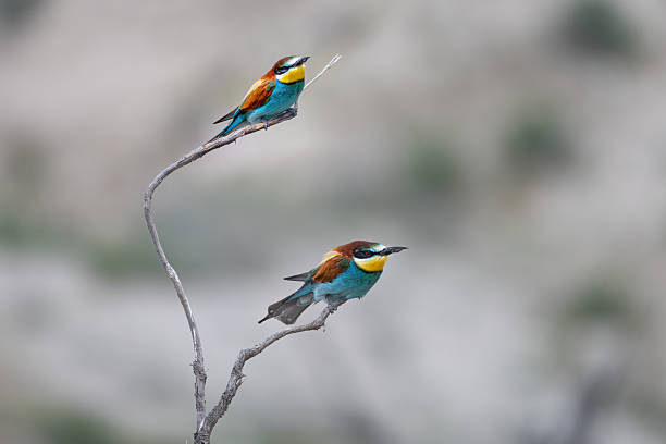 istock Colorful bird outdoors and wildlife. 2230846756
