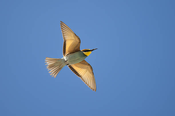 istock Colorful bird outdoors and wildlife. 2230846760