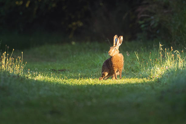 Eastern jackrabbit [Lepus europaeus] sits on the flowering summer meadow