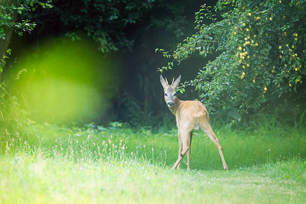 istock Deer eats at the plum tree in the garden 2230849387