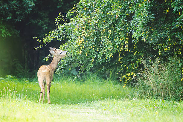 Deer eats at the plum tree in the garden.