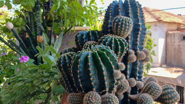 istock Cluster of Decorative Cacti Outdoors 2230850216