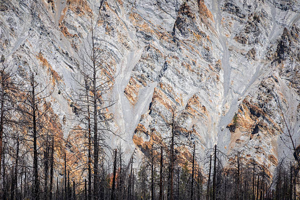 The scorched remains from a forest fire in southern British Columbia.
