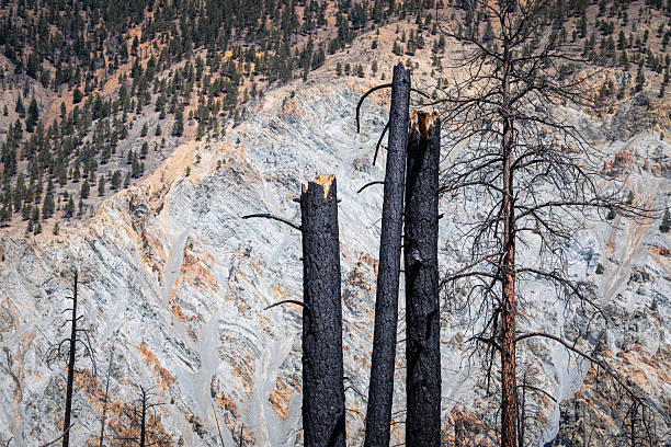The scorched remains from a forest fire in southern British Columbia.