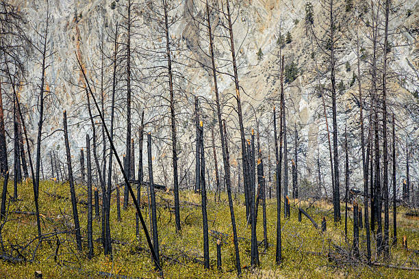 The scorched remains from a forest fire in southern British Columbia.
