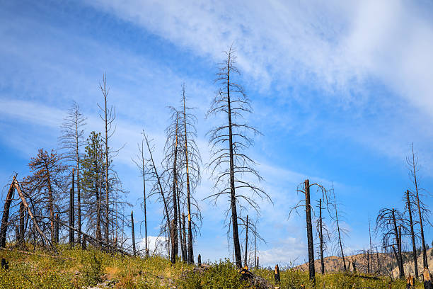 istock Previously Burned Trees In The Fraser Valley 2230850364