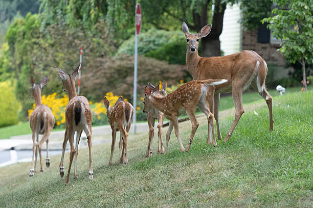 istock White-tailed Deer on Front Lawn of House 2230850513