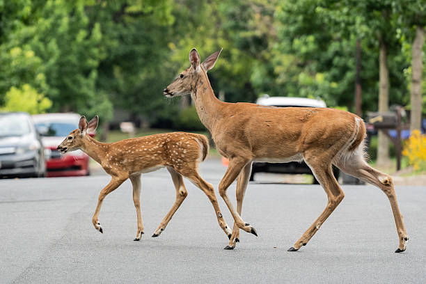 istock White-tailed Deer Cross a Suburban Street 2230850514