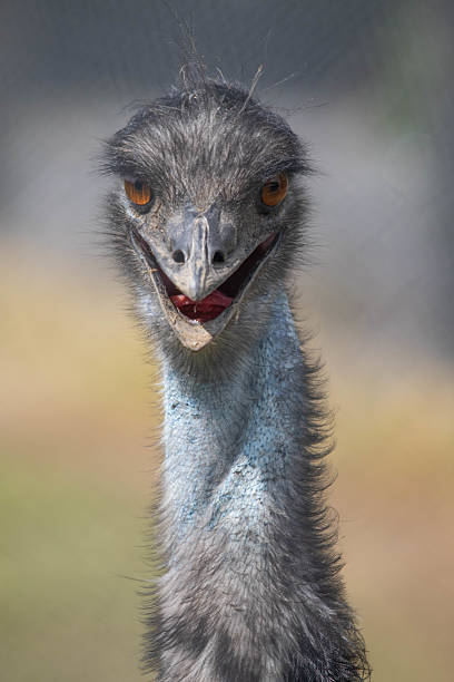 istock Emu head shot staring straight ahead 2230850647