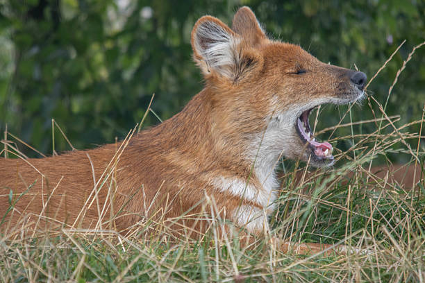 istock Asian wild dog yawning 2230850654
