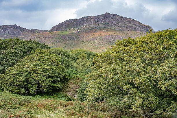View of Moel-y-Gest, Porthmadog, Wales, UK