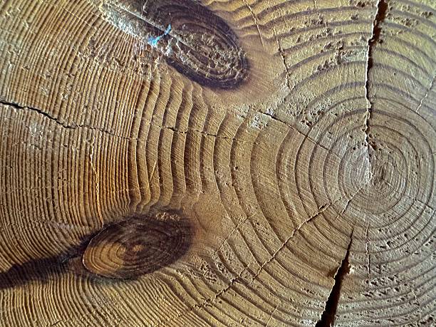 Smooth round wooden surface with natural texture and warm tones for design