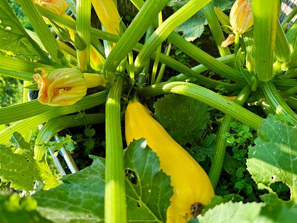 istock Young zucchini plant with flowers 2230851401