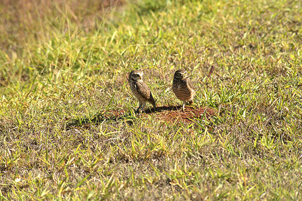 A heartwarming image of a pair of burrowing owls standing together in their natural habitat. Known for their distinctive appearance and burrowing habits, these owls are often found in open landscapes, perched on the ground or near their burrows.