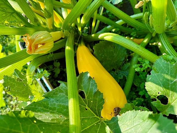 istock Young zucchini plant with flowers 2230852600