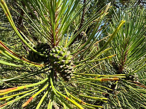 Close up of green pine cones on branch with pine needles.