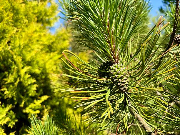 istock Green pine cones on spruce branch in sunlight 2230857239