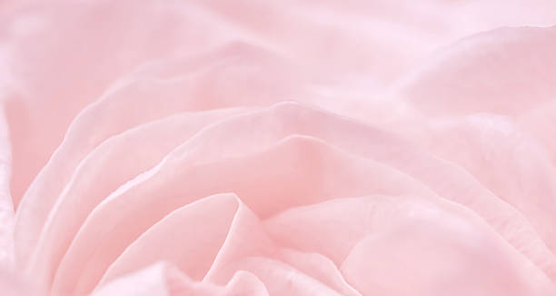 istock Pink pale rose flower petals, soft focus. Macro flowers backdrop 2230857262