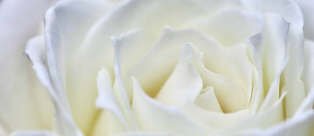 istock White rose flower petals, soft focus. Macro flowers backdrop 2230857266