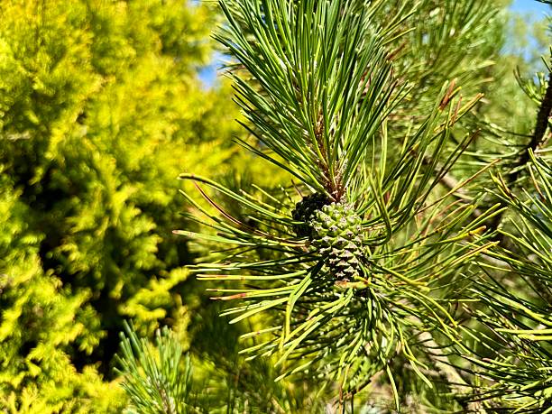 istock Green pine cones on spruce branch in sunlight 2230858702