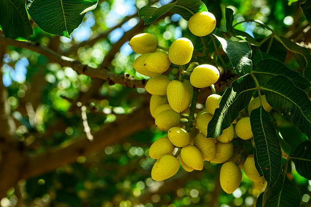 Close-up of ripening pistachio (Pistacia vera) nuts on tree.  The fruit are at their mid stage of ripening.Taken in the San Joaquin Valley