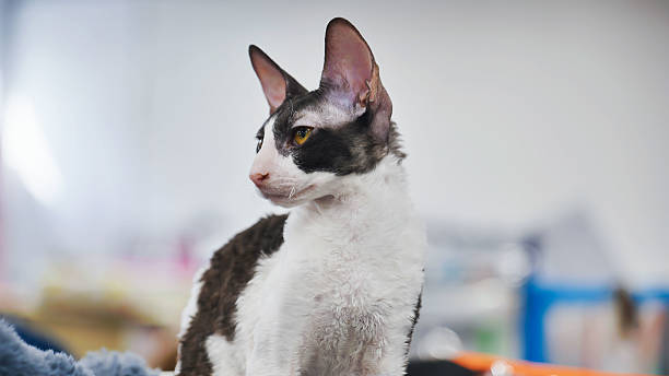 istock Purebred Cornish Rex cat sitting and looking away 2230862923