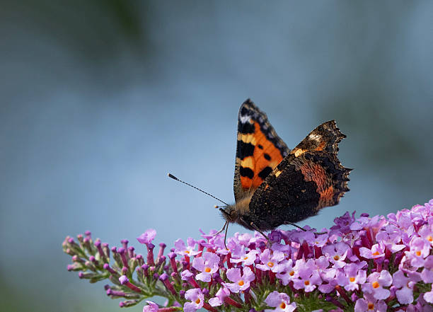 A Small Tortoiseshell Butterfly, Aglais urticae, nectaring from a pink Buddleja flower. Focus is on the butterfly's eye.
