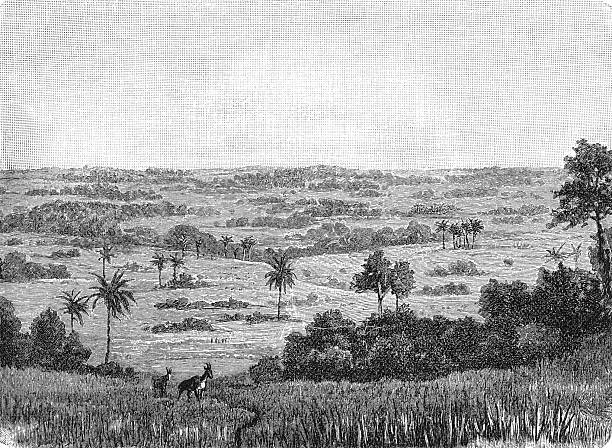 The vast equatorial savanna of Africa, featuring golden grasslands dotted with acacia trees and roaming wildlife under expansive skies, old vintage illustration, 1899.