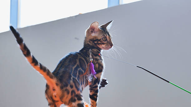 istock Bengal kitten playing with a feather toy, showing its playful nature 2230864412