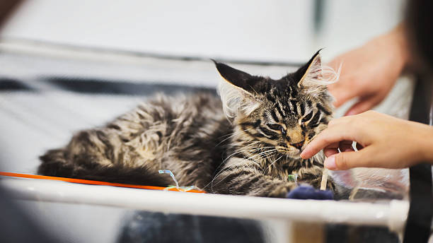istock Maine coon kitten playing with a veterinarian at a cat show 2230867305