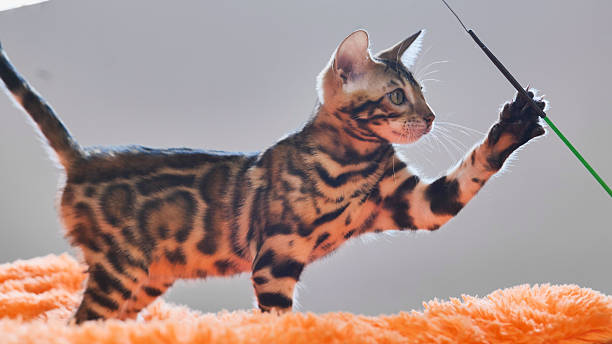 istock Bengal kitten playing with stick on orange blanket 2230868620