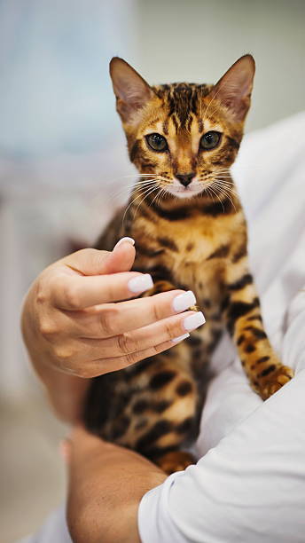 istock Veterinarian holding a beautiful bengal kitten during a checkup 2230869359