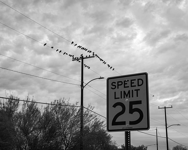 A flock of birds rests on telephone wires