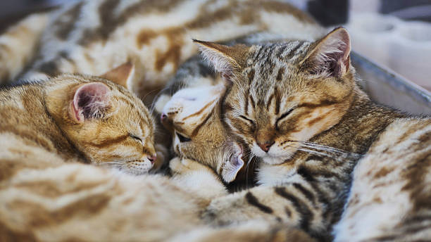 istock Purebred sleeping cats cuddling together 2230870404